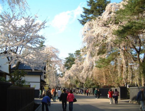 Amazing Akita 3-day experience!