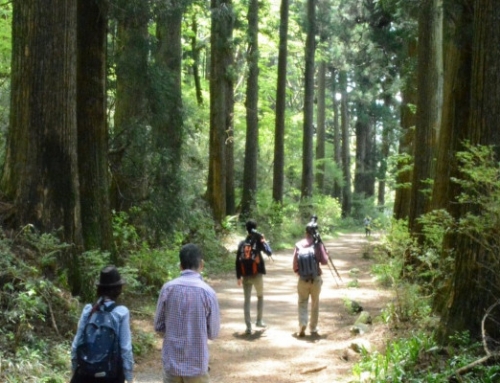 Tokaido Trek – Hike Hakone Hachiri