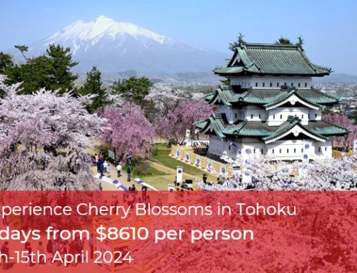 Tohoku Cherry Blossom Tour