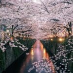 Classic Cherry Blossom Tour 2026 | Japan Cherry Blossom Tours
