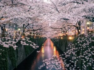 Classic Cherry Blossom Tour 2026 | Japan Cherry Blossom Tours