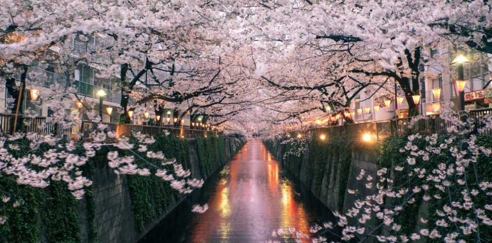 Classic Cherry Blossom Tour 2026 | Japan Cherry Blossom Tours