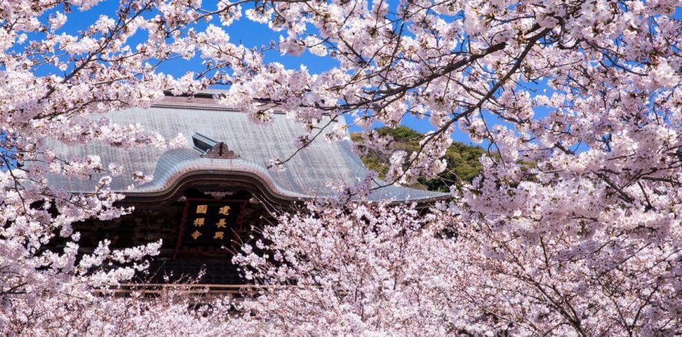 Classic Cherry Blossom Tour 2027 | Japan Tours | Japan Holidays