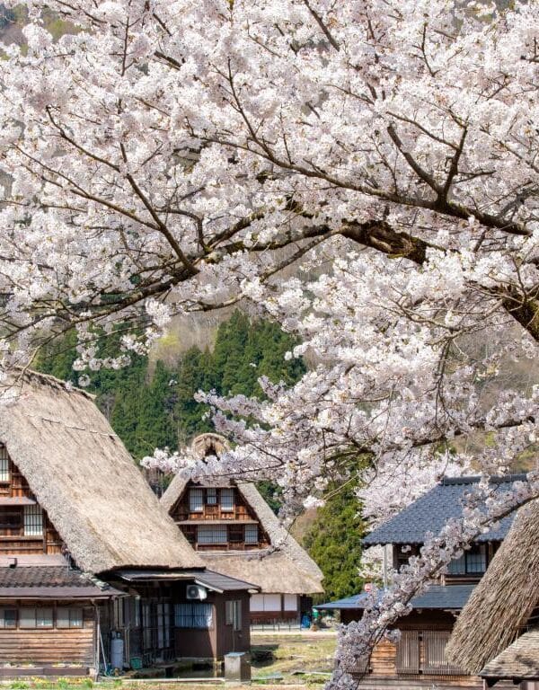 Classic Cherry Blossom Tour 2026 | Best Cherry Blossom Tours Japan