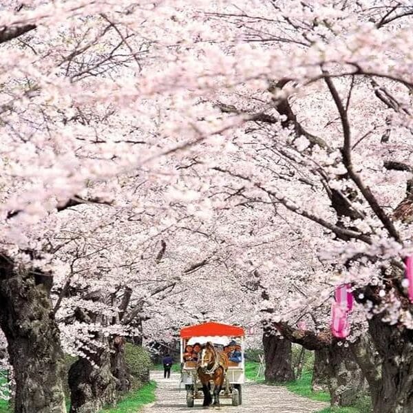 Tohoku Cherry Blossom Tour 2026 | Japan Tours | Japan Holidays
