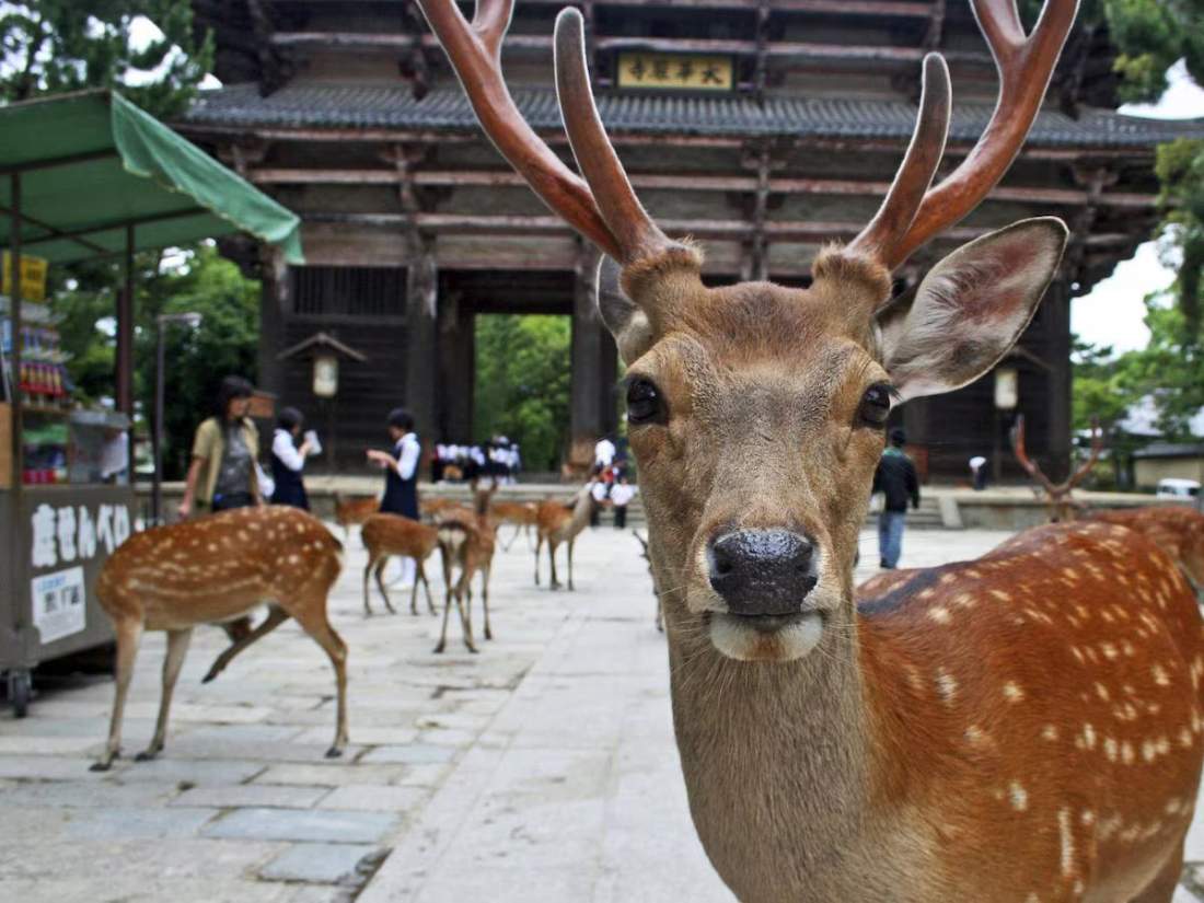 nara_deer_1000_70