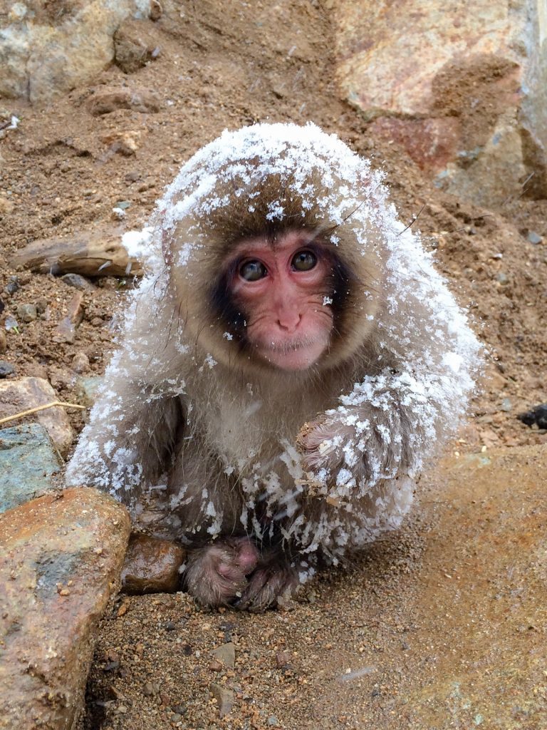 snow_monkey_baby